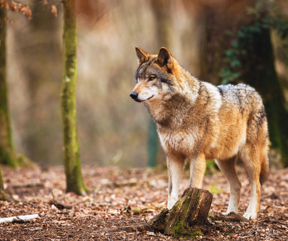 Avvistamento di fauna selvatica: scopri il testo dell'Ordinanza n. 25 del 24 luglio 2023 e le normali regole di buonsenso in caso di incontro con un lupo 